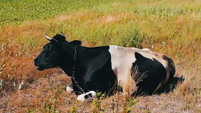 黑白母牛躺在地上嚼草