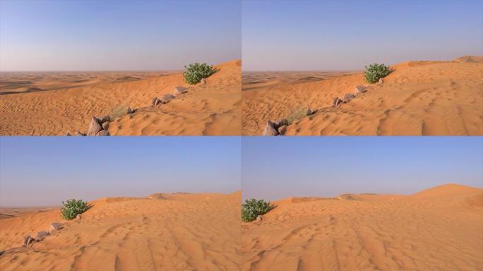 全景绿色灌木生长在炎热的沙漠中的沙丘上
