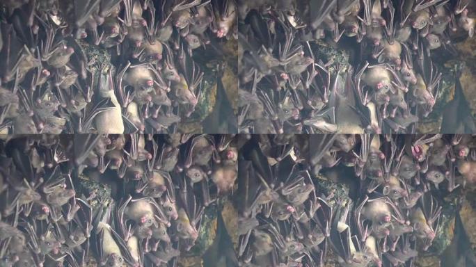 4k uhd蝙蝠在印度尼西亚巴厘岛果阿拉瓦巴厘岛的神圣印度教蝙蝠洞寺庙入口处悬挂在墙上。/蝙蝠关闭蝙