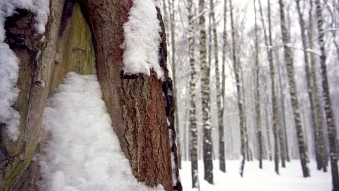 s森林的降雪。树干覆盖着苔藓，积雪，积雪