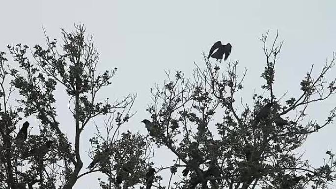 树上的乌鸦群