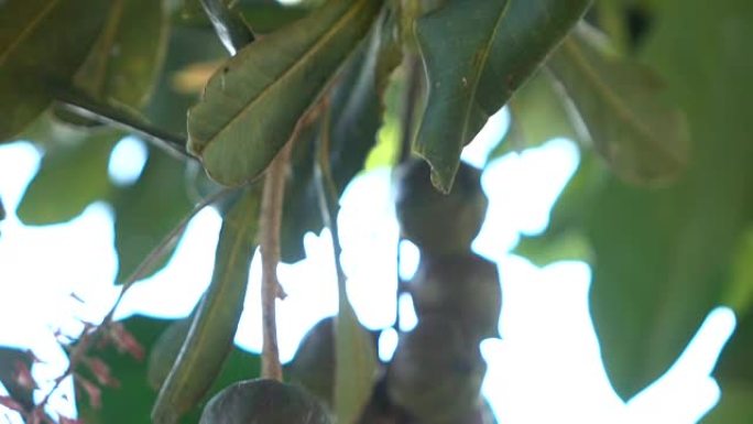 澳洲坚果树的慢镜头