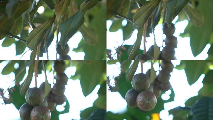 澳洲坚果树的慢镜头