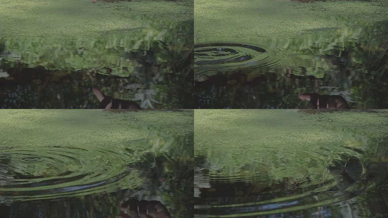 手将硬币倒入池塘，水圈在慢动作中。树木反射