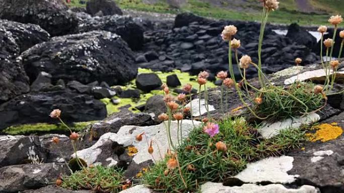 爱尔兰巨人堤道附近奇怪的植物生命的特写