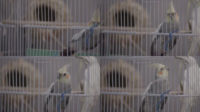 鹦鹉 鸟笼 笼子 惬意 小鸟 宠物鸟