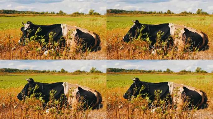 黑白母牛躺在地上嚼草