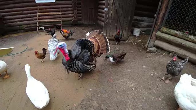 五颜六色的农民火鸡公鸡，红头在农场的篱笆后面。乡村鸟的院子