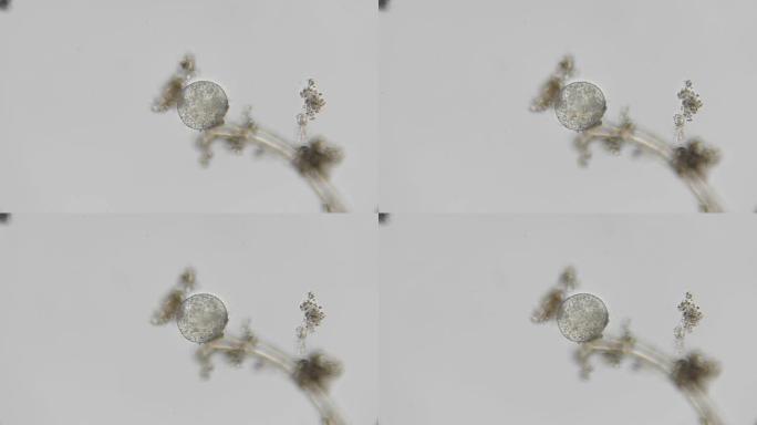 幼虫，显微镜下微生物的胚胎