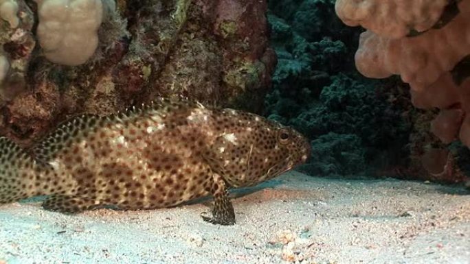 红海珊瑚中的亮斑石斑鱼。