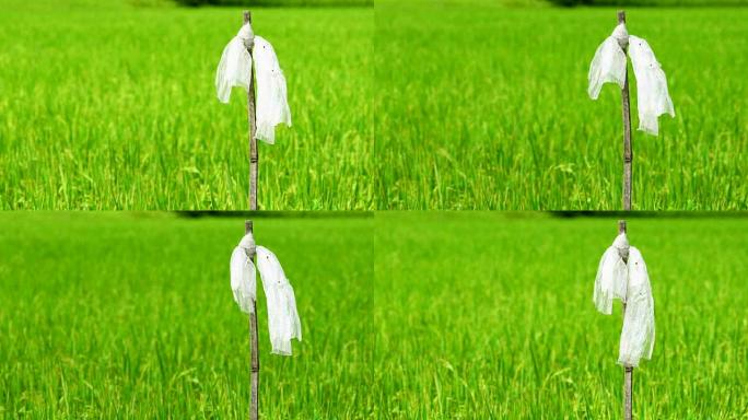 风慢吹塑料袋在干燥的竹竿上追逐稻田里的鸟类。稻草人。泰国稻田稻田和水稻种植园。亚洲的有机农场。农业。