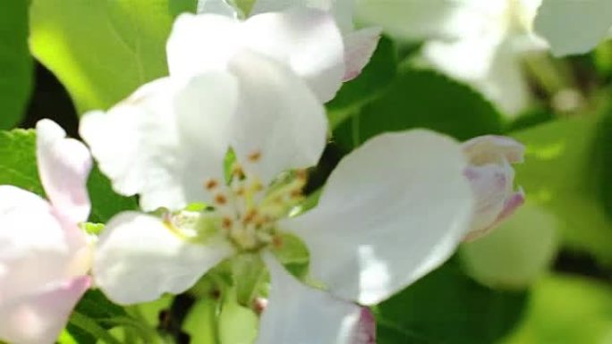 开花的苹果树。宏观拍白花在风中
