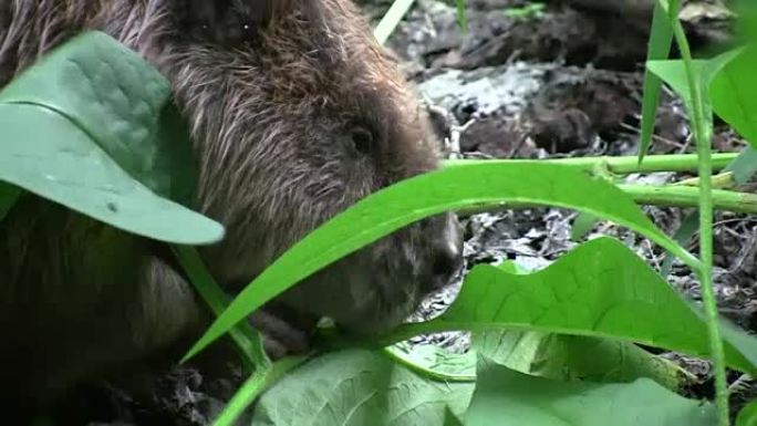 Beaver eating in natural environment