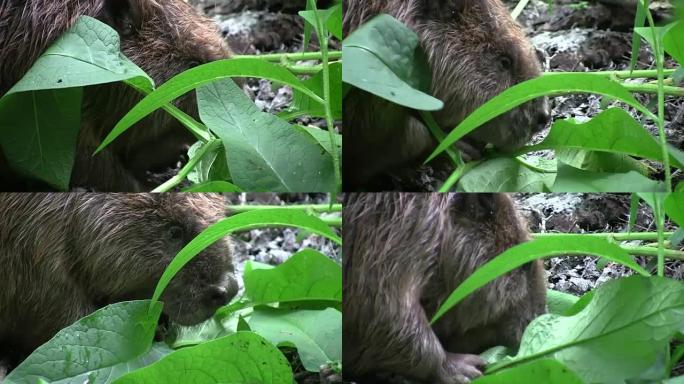 Beaver eating in natural environment