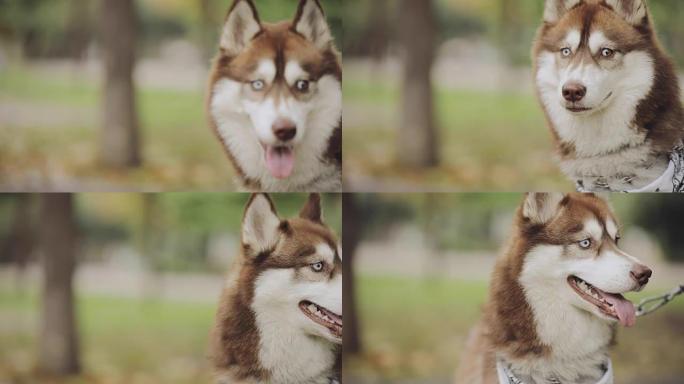 秋季公园里不同眼睛的狗哈士奇特写肖像，慢动作