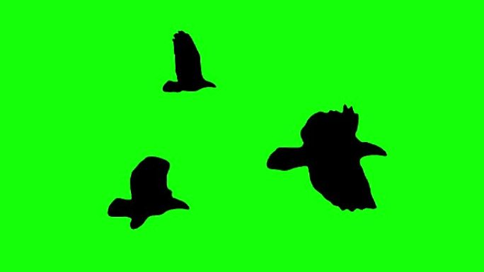 飞鸟羊群剪影色键绿色屏幕上的无缝循环动画-新质量自然动物视频镜头