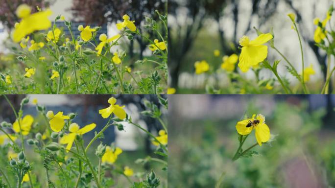 小黄花 秃疮花