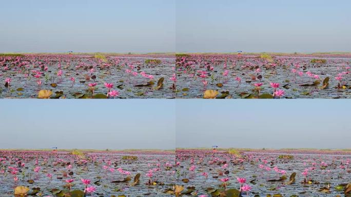 泰国乌隆他尼府粉红莲湖乘船旅行。