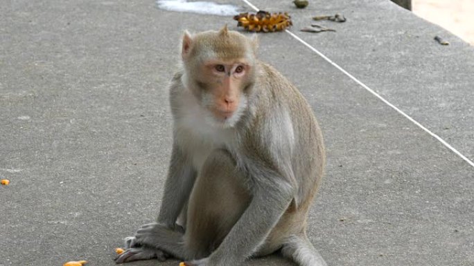 猴子坐在街上吃东西