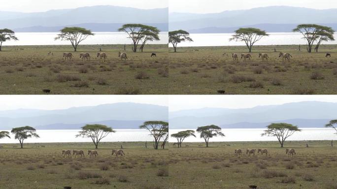 牧群斑马在相思的草地上移动