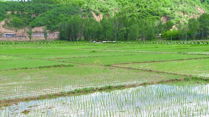 南泥湾稻田