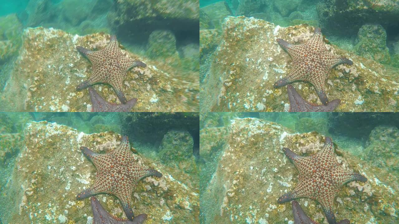 在加拉帕戈斯群岛的isla bartolome的岩石礁石上的海星水下拍摄