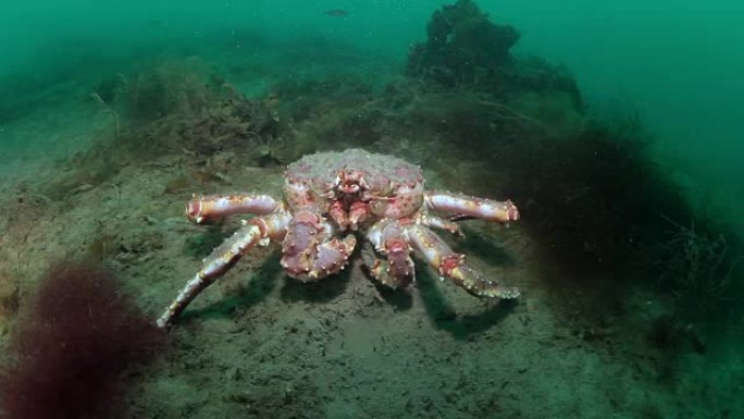 俄罗斯巴伦支海海底巨型帝王蟹。