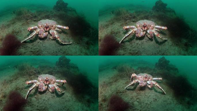 俄罗斯巴伦支海海底巨型帝王蟹。