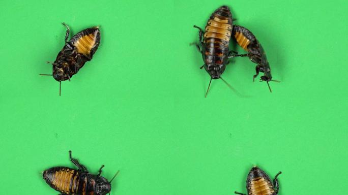 两只蟑螂在地上爬行。绿屏