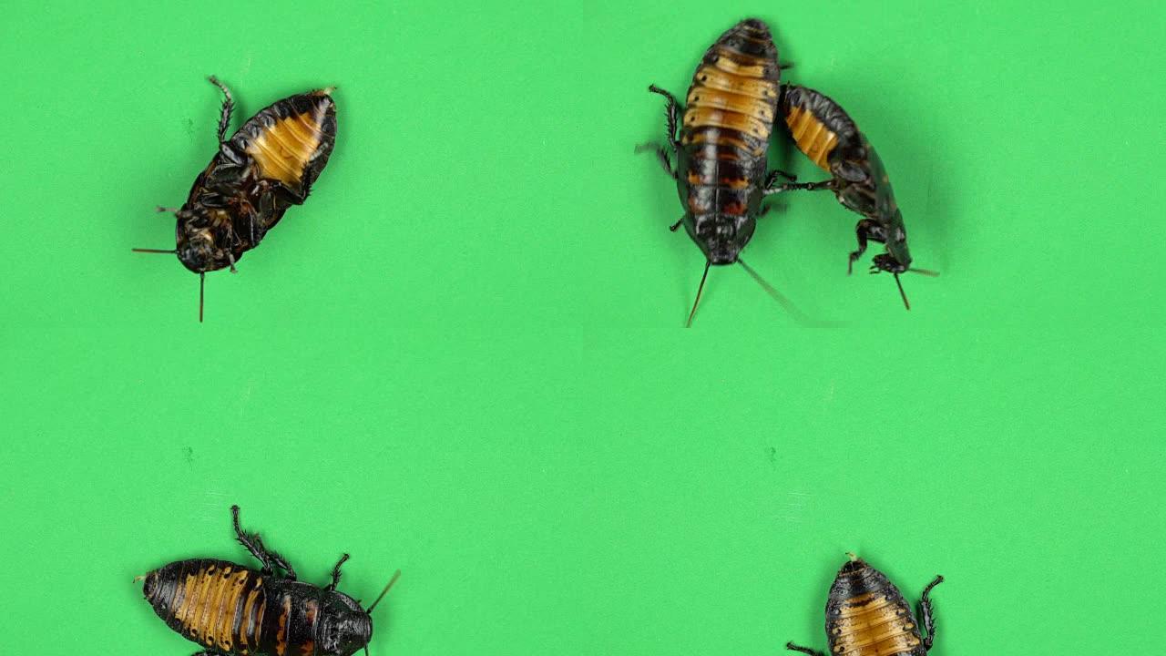 两只蟑螂在地上爬行。绿屏