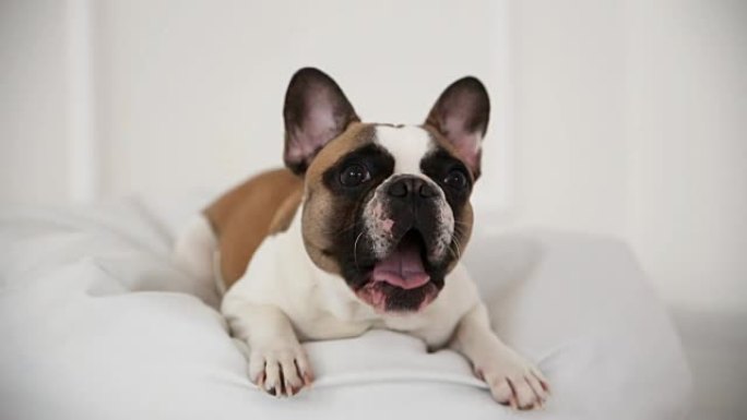 一只法国斗牛犬在家中的狗的肖像，室内特写镜头