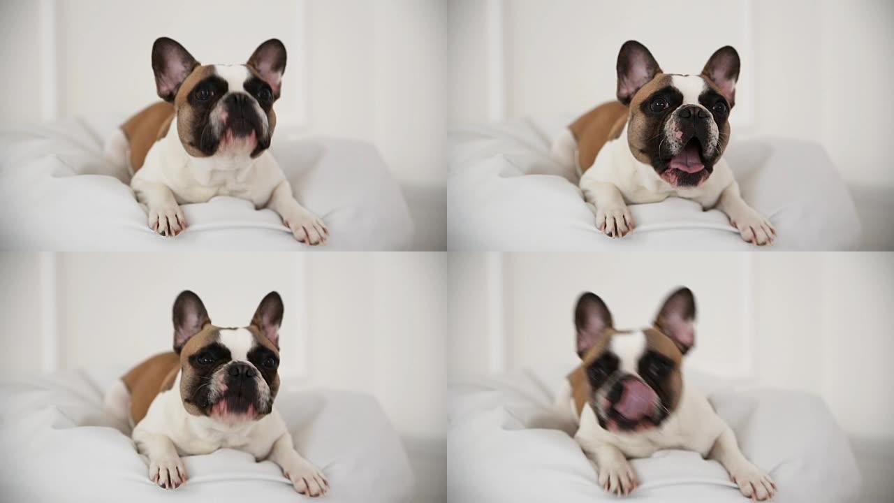 一只法国斗牛犬在家中的狗的肖像，室内特写镜头