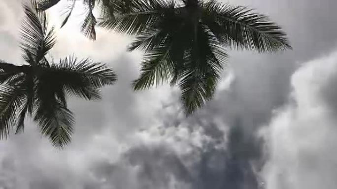 多米尼加共和国的棕榈