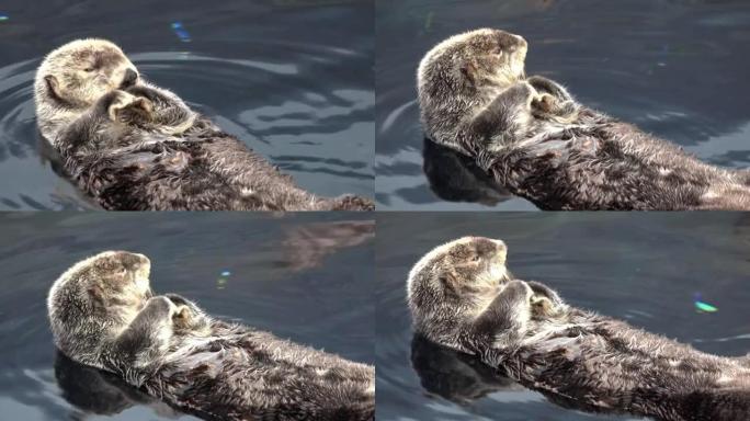 水中的卡兰海獭