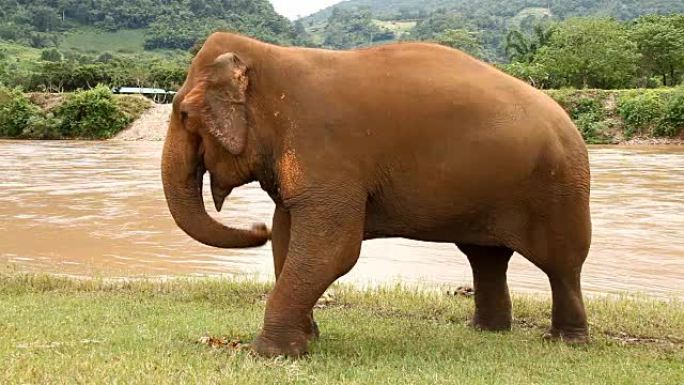 泰国大象吃水果，清迈泰国。