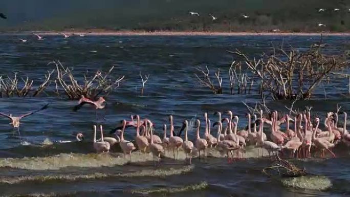 小火烈鸟，小凤凰，飞行中的群体，肯尼亚博戈利亚湖的殖民地，实时4K