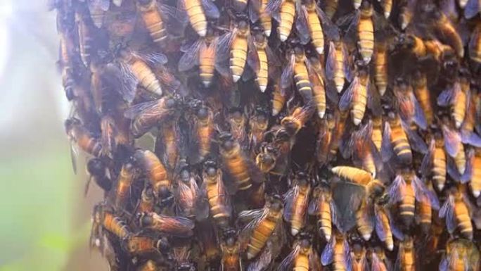 在森林中关闭蜂梳或蜂巢。蜜蜂适合以花蜜和花粉为食。