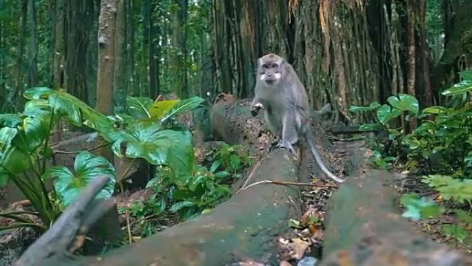 猴子在森林里吃香蕉的盘旋镜头