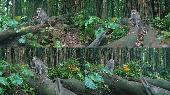 猴子在森林里吃香蕉的盘旋镜头