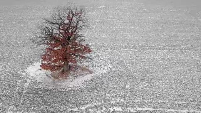 冬季树的轨道航拍镜头