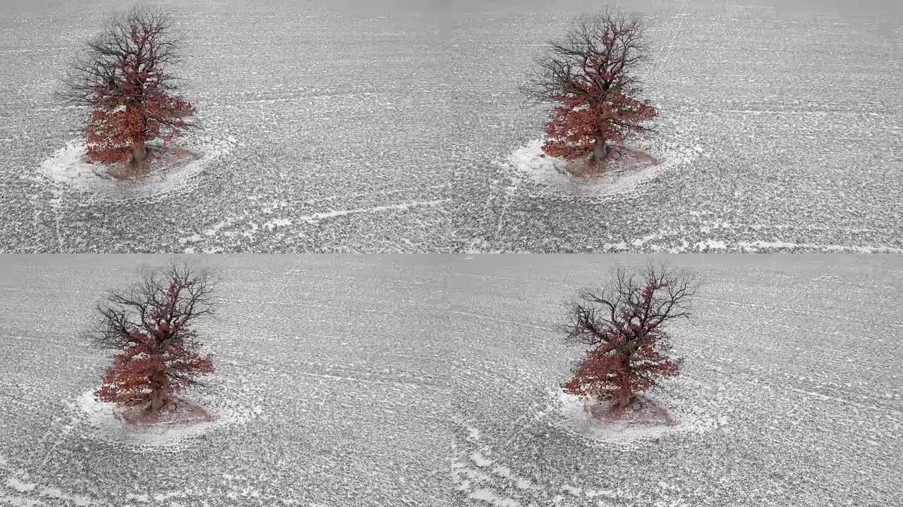 冬季树的轨道航拍镜头