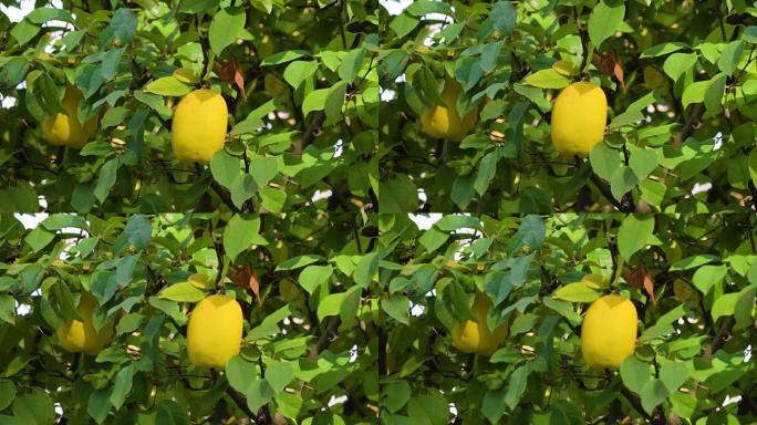 柠檬树上的黄色柠檬果实