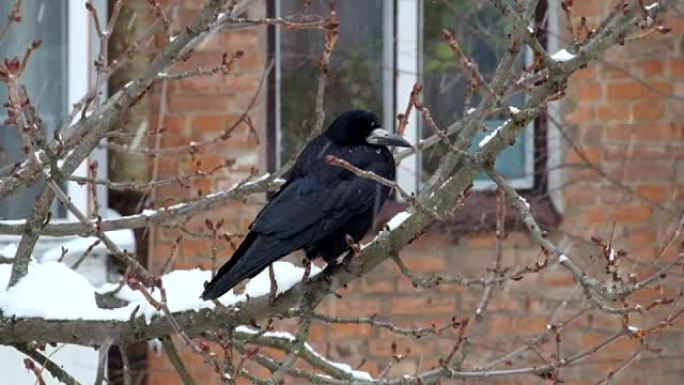 雪时，Rook坐在树枝上，环顾四周 (Corvus frugilegus)