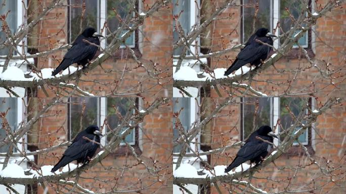 雪时，Rook坐在树枝上，环顾四周 (Corvus frugilegus)
