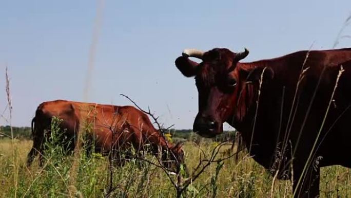 农业工业。放牧奶牛。奶牛吃草。牧场放牧的农场牛。农场动物。