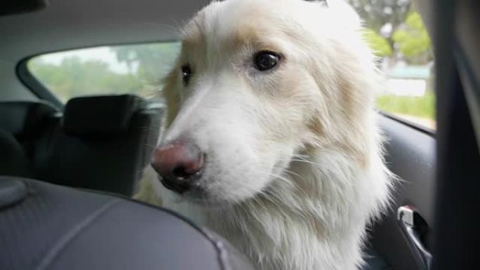 可爱的狗在车上，风在他的头发