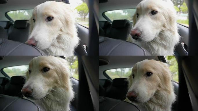 可爱的狗在车上，风在他的头发