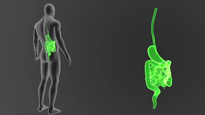 胃和肠随身体缩放