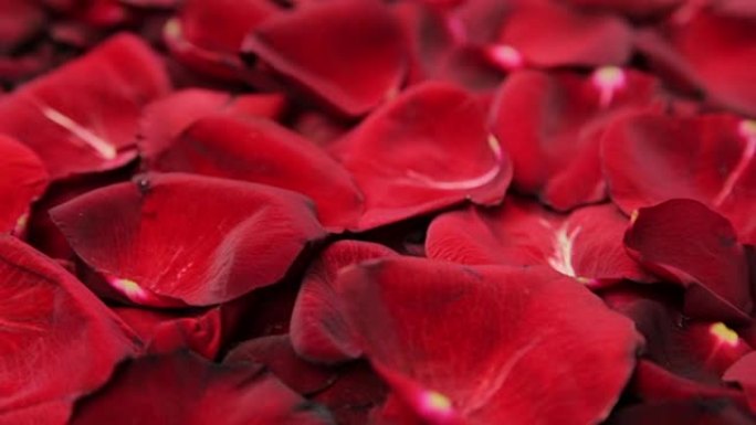 红玫瑰花瓣的背景。