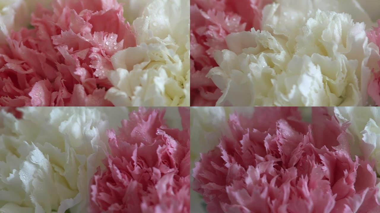 花，在白色背景上旋转，花卉组成由康乃馨组成